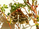 Cecropia Moth in Kiowa