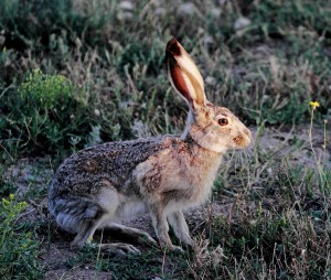 Kiowa August Hare